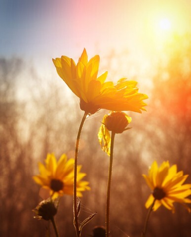 Flowers at sunrise